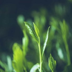 japanese ocha yamecha3