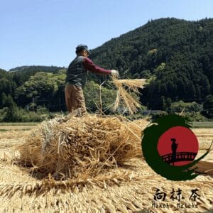 Mukoh Matcha Mukou Matcha The most Luxury Trustworthy Japanese Yamecha Green Tea Matcha Gyokuro Store Yame Dentou Hon Gyokuro takumi