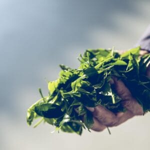 日本茶 緑茶 玉露 について 日本一 飲み方 健康 出来るまで 八女 福岡県 お茶 伝統本玉露 お茶種類 写真 tea japanese green yame cha about 214 scaled 1