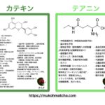 お茶/緑茶 カテキンとテアニンの効果/効能まとめ一覧