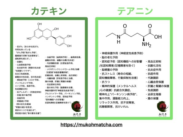 Catechins and Theanine: About the Major Components of Green Tea and Their Health Benefits