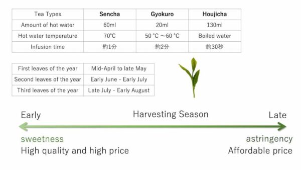 green tea matcha harvest season temperature price