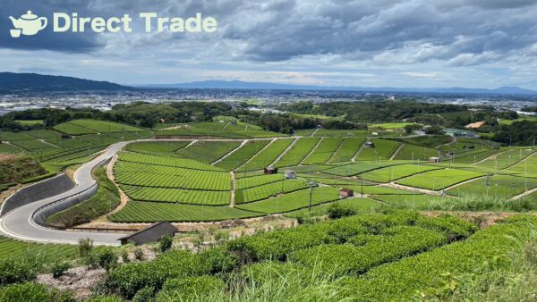 6 direct trade japanese green tea