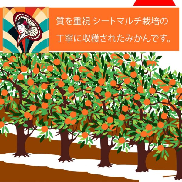 japanese fruits orange4