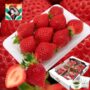 Strawberry / 苺（いちご）
