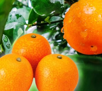 [Tama Tama Excellent] Premium Selection: Excellent Fully Ripened Kinkan (Kumquats) – Miyazaki Prefecture, Harvested from January to the End of February, Carefully Chosen 1kg – Ideal for Gifting, Presents, Fruit. 生食用 最上級品 完熟金柑 エクセレント たまたま 金柑 宮崎県 産 １月から２月いっぱい まで 厳選品 １ｋｇ ギフト 贈答品 贈り物 果物 フルーツ
