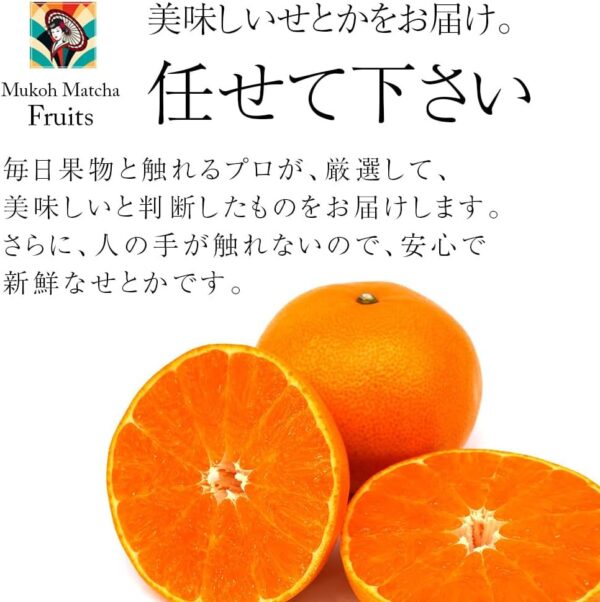 せとか 蜜柑 みかん ミカン 高級 Japanese expensive orange 5