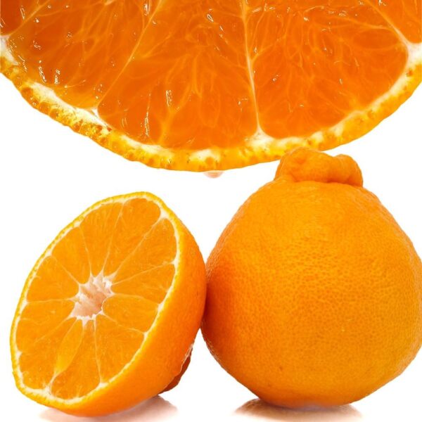 デコポン 不知火 蜜柑 みかん ミカン 高級 Japanese expensive orange