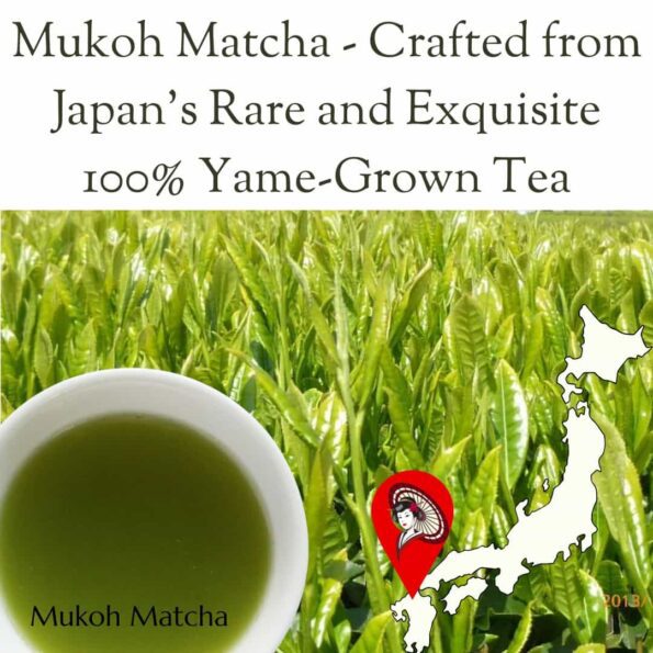 The Quiet Power of Green Tea & Matcha Nutrition