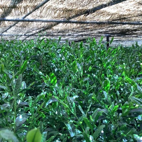 八女伝統本玉露茶畑