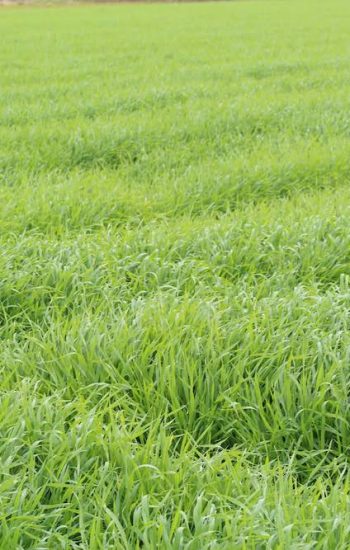 young barley grass 38 sanpachi63